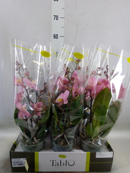 <h4>Phalaenopsis   ...rose</h4>