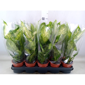 Dieffenbachia  'Compacta'