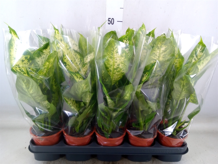 <h4>Dieffenbachia  'Compacta'</h4>