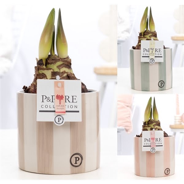 <h4>Hippeastrum mix in P&PURE Eline 2 ceramics ass.3</h4>