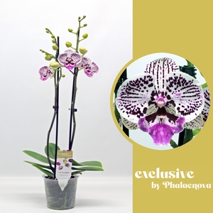 Zoe 2-tak 60cm (GROEN)