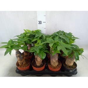 Pachira aquatica