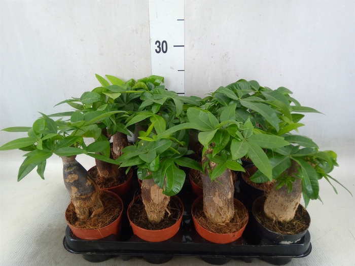 <h4>Pachira aquatica</h4>