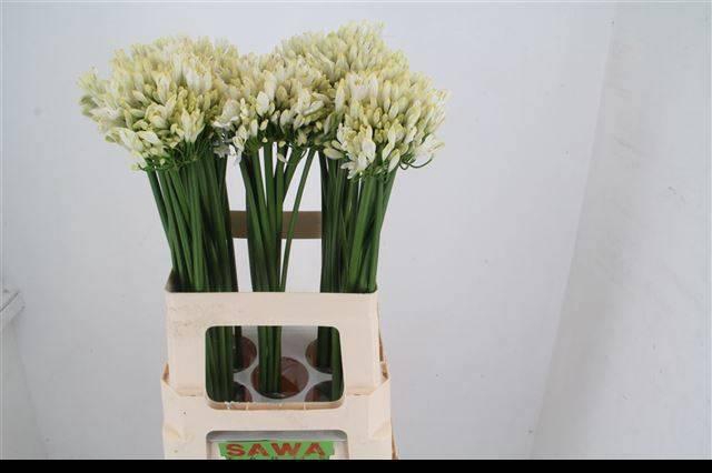 <h4>AGAP GLETSJER</h4>