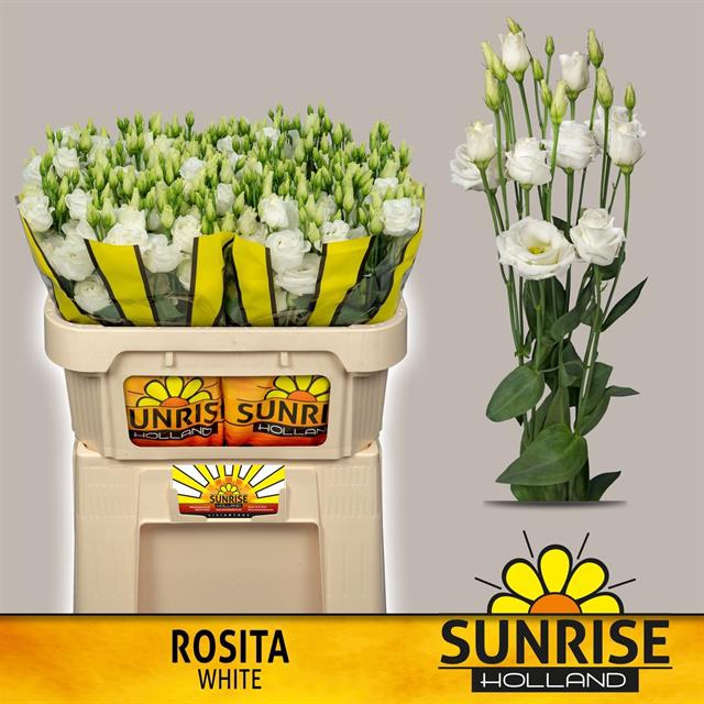 EUS G ROSI WHITE