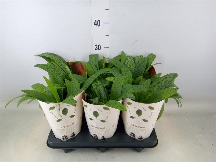 <h4>Drimiopsis maculata</h4>