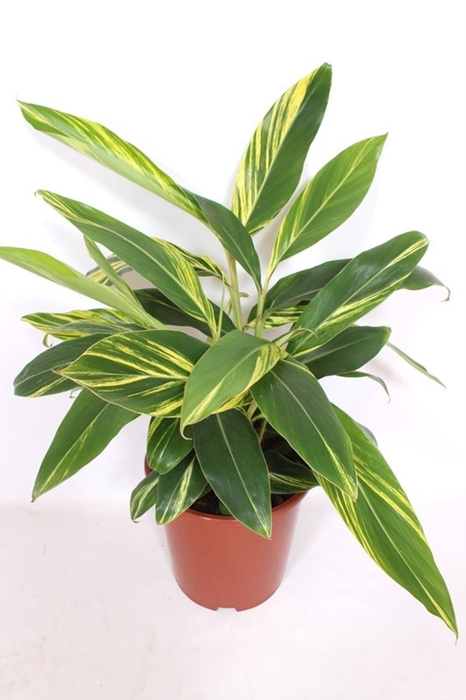 <h4>Alpinia Variegata</h4>