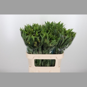 Alstroemeria Dancing Queen 85 Gram