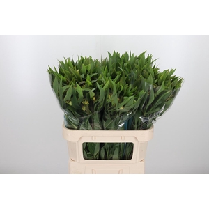 Alstroemeria Dancing Queen 85 Gram