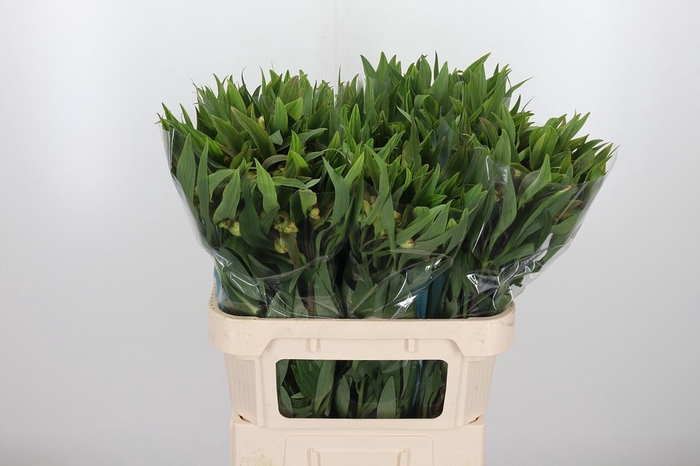 Alstroemeria Dancing Queen 85 Gram