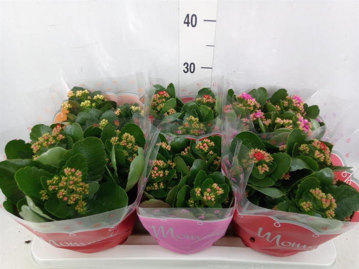 <h4>Kalanchoe blos.   ..rosebud mix  4</h4>