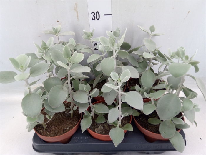 <h4>Kalanchoe NF   ...</h4>