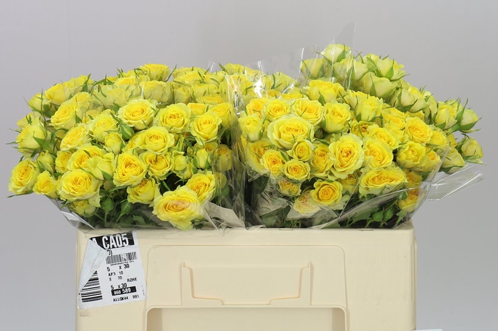 <h4>Rosa Tr Daylight</h4>