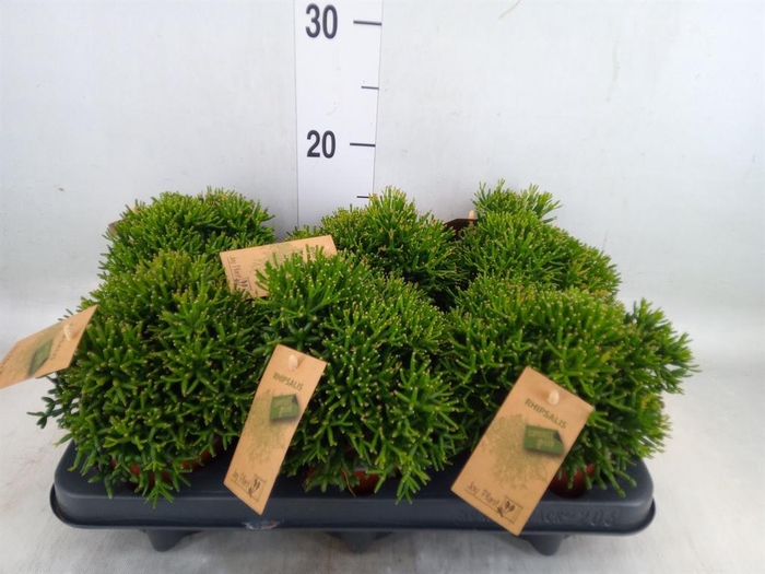 <h4>Rhipsalis ...</h4>