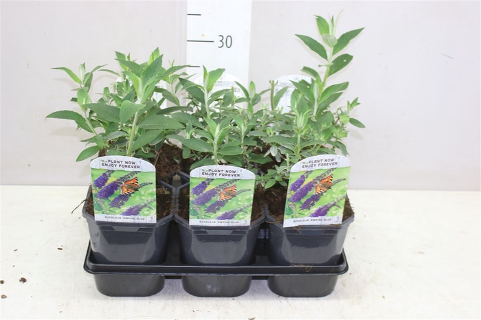 <h4>Buddleja dav. Empire Blue</h4>