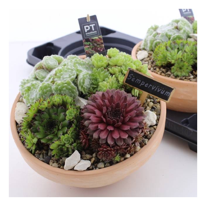 <h4>ARR SEMPERVIVUM</h4>