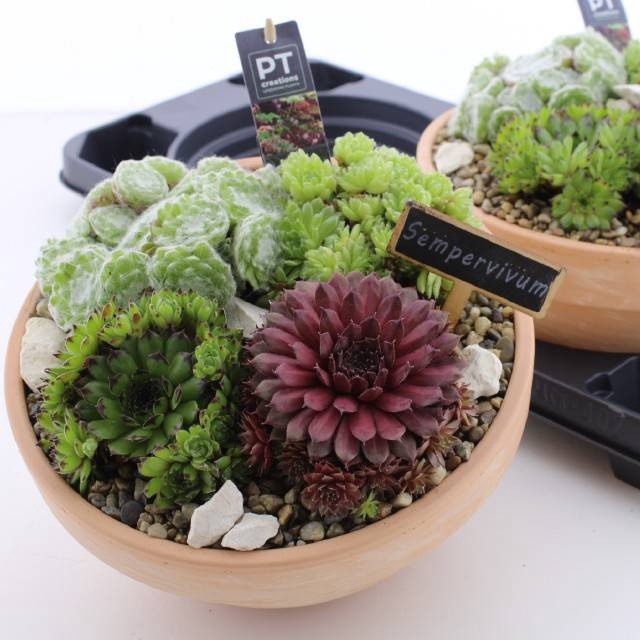 ARR SEMPERVIVUM