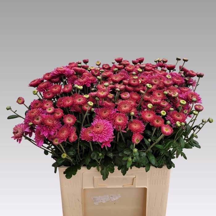 <h4>CHR TR BLENDA PURPER 55 GR.</h4>