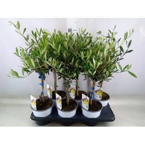 Olea europaea