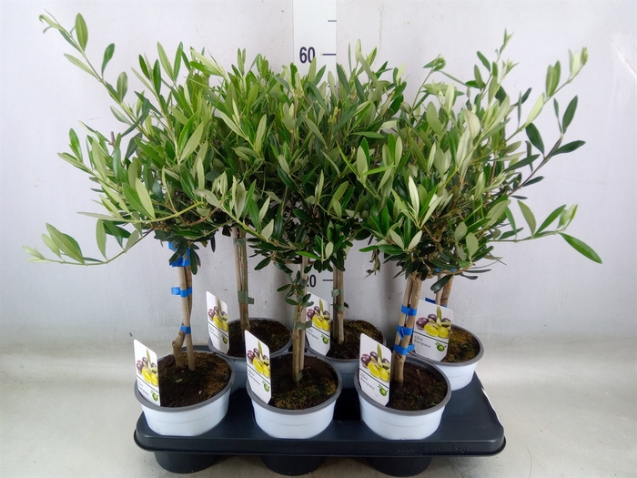 <h4>Olea europaea</h4>