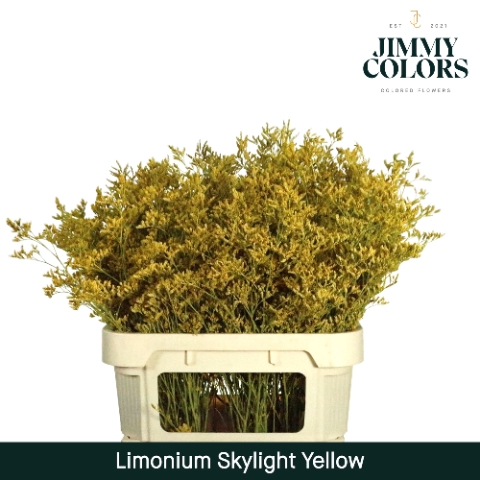 Limonium Skylight L80 Klbh. Geel