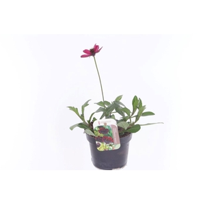 Cosmos atrosanguineus Hot Chocolate