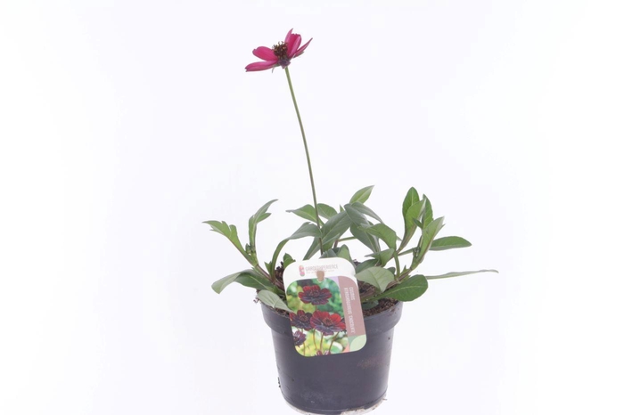 <h4>Cosmos atrosanguineus Hot Chocolate</h4>