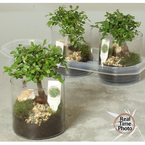 BONSAI GEM