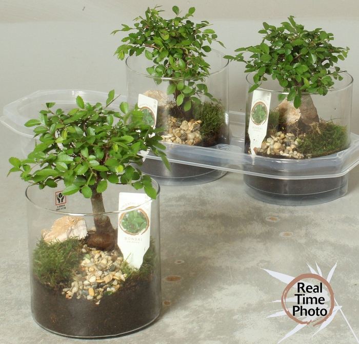 <h4>BONSAI GEM</h4>