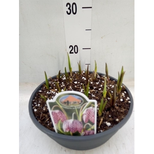 Fritillaria meleagris