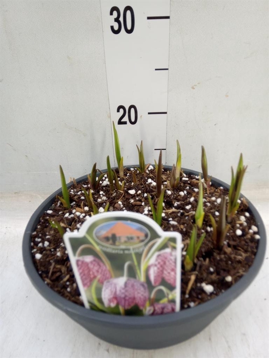 <h4>Fritillaria meleagris</h4>