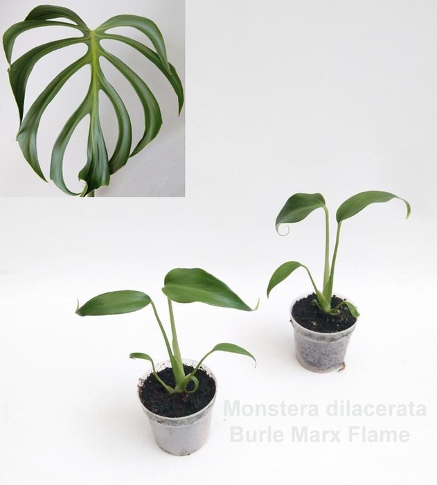 <h4>Monstera dilacerata Burle Marx Flame 7cm</h4>
