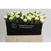 Paeonia Madame Claude Tain