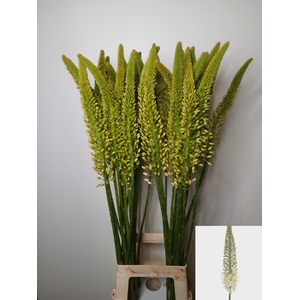 EREMURUS LINE DANCE