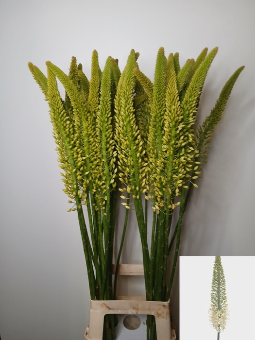 <h4>EREMURUS LINE DANCE</h4>