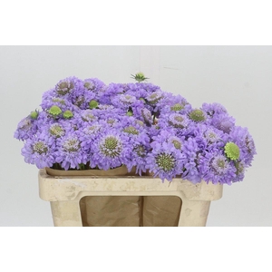 Scabiosa Scoop Focal Lavender