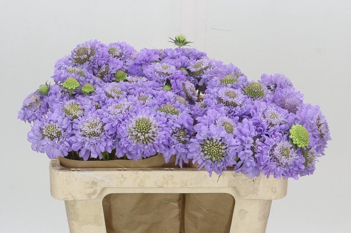 <h4>Scabiosa Scoop Focal Lavender</h4>