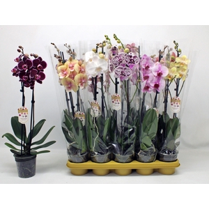 PHAL GEM