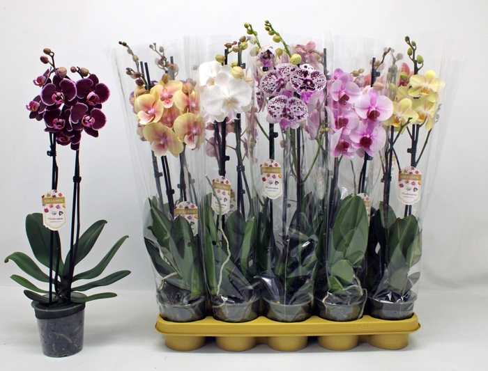 <h4>PHAL GEM</h4>