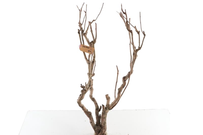 Syringa Branch Extra Beckers