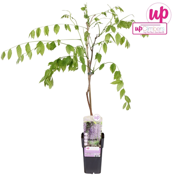 <h4>Wisteria floribunda Naga Noda P15</h4>