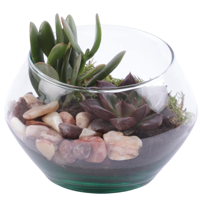 <h4>Yearround Arr. Succulent Glass Oblique UFO Vase Ø15cm 2PP</h4>