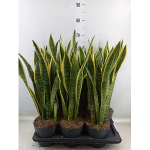 Sansevieria trifa. 'Laurentii'