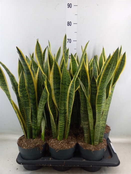 <h4>Sansevieria trifa. 'Laurentii'</h4>