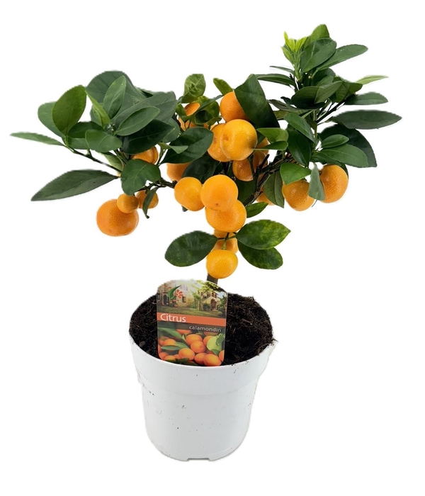 <h4>Citrus calamondin</h4>
