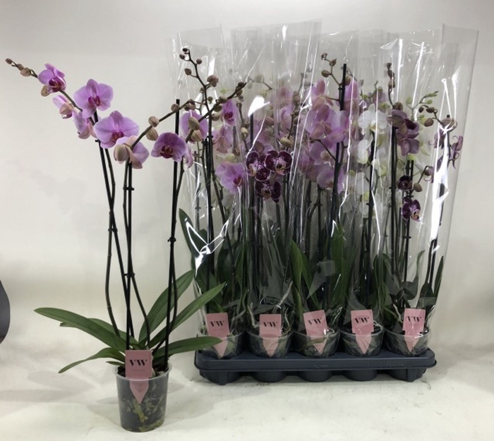 <h4>Phalaenopsis mix p12</h4>