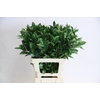 Greenery Ruscus Israeli Green 70cm CO