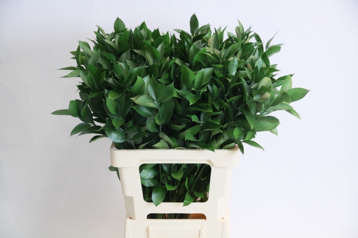 Greenery Ruscus Israeli Green 70cm CO