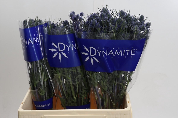 <h4>Eryngium Blue Dynamite</h4>