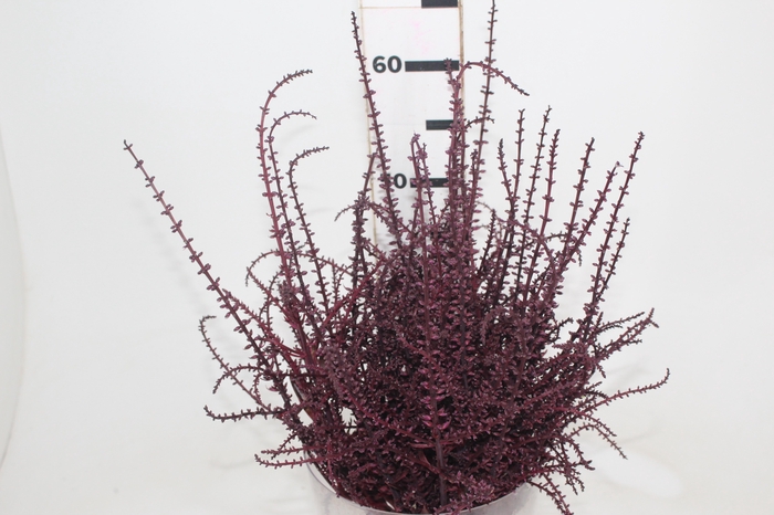 <h4>FLOR DE DRACENA FLOR DE DRACENA VINHO</h4>